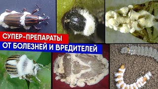 Супер-препараты - от болезней и вредителей