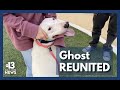 Reunited at last: Dog at center of custody dispute returns home