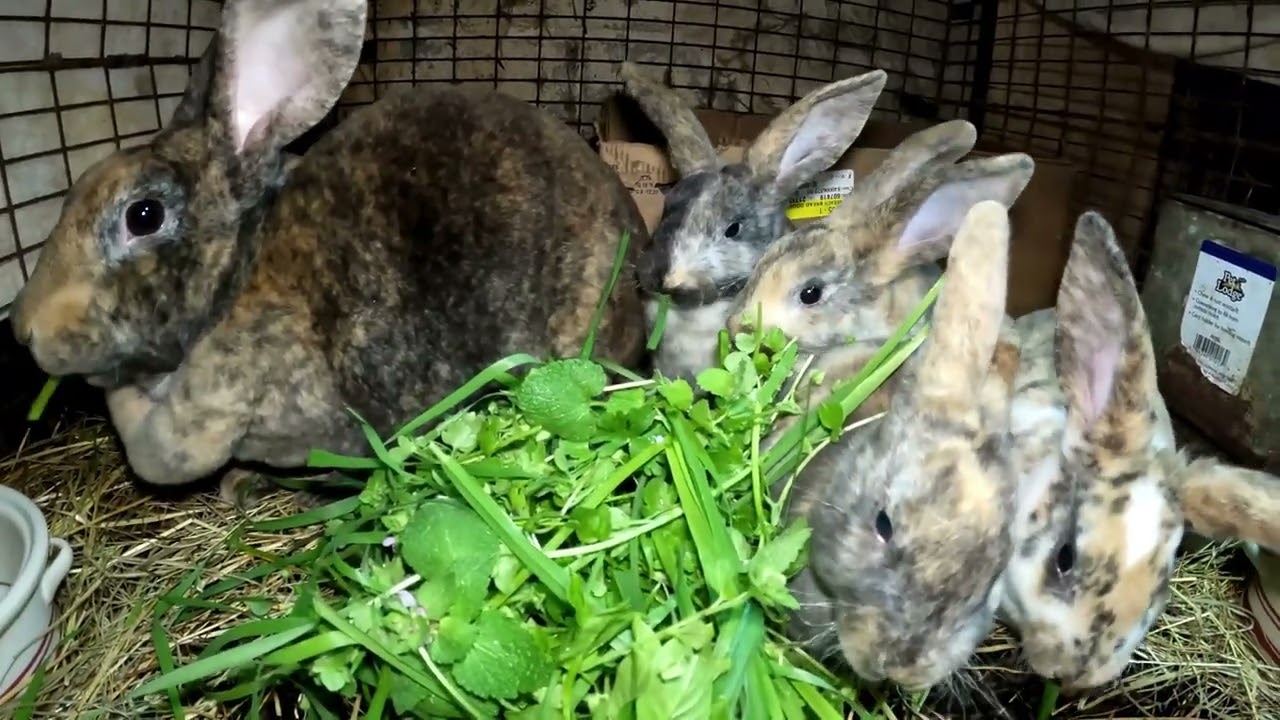 Harlequin Rex Mix Rabbit