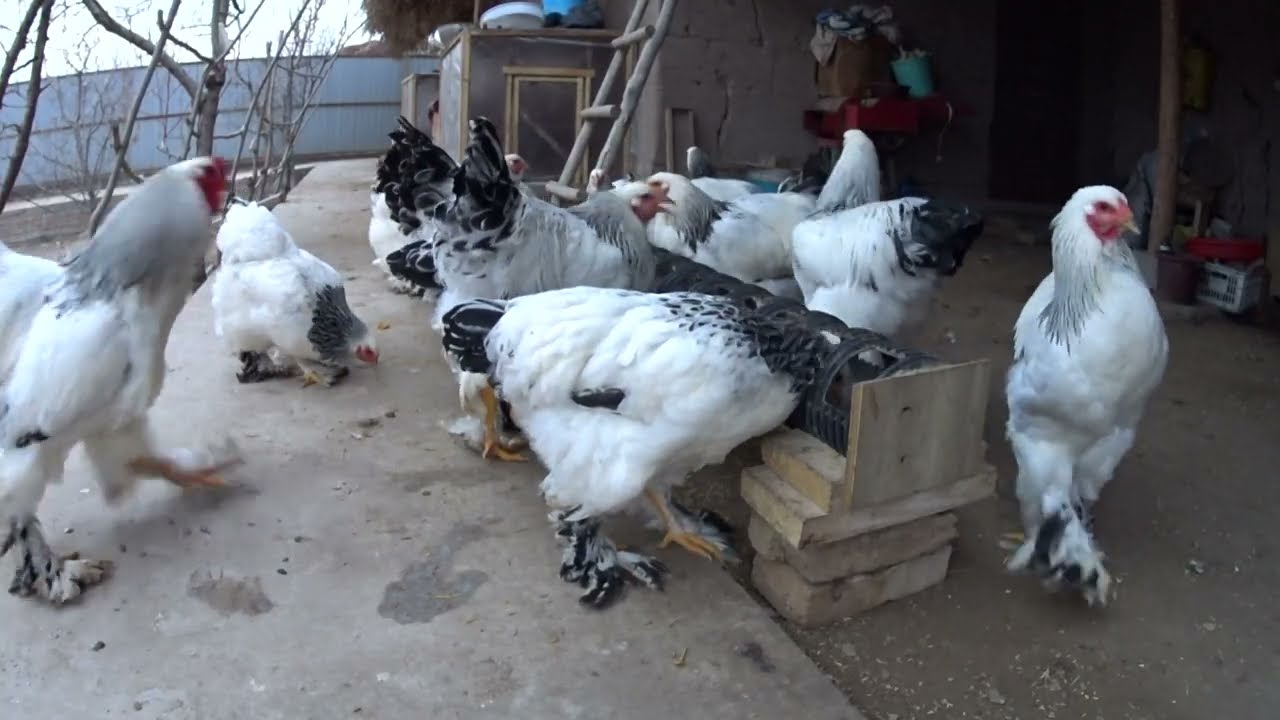 Toza brama zotli tovuqlar xo'roz va tuxumlari sotiladi +998995054547