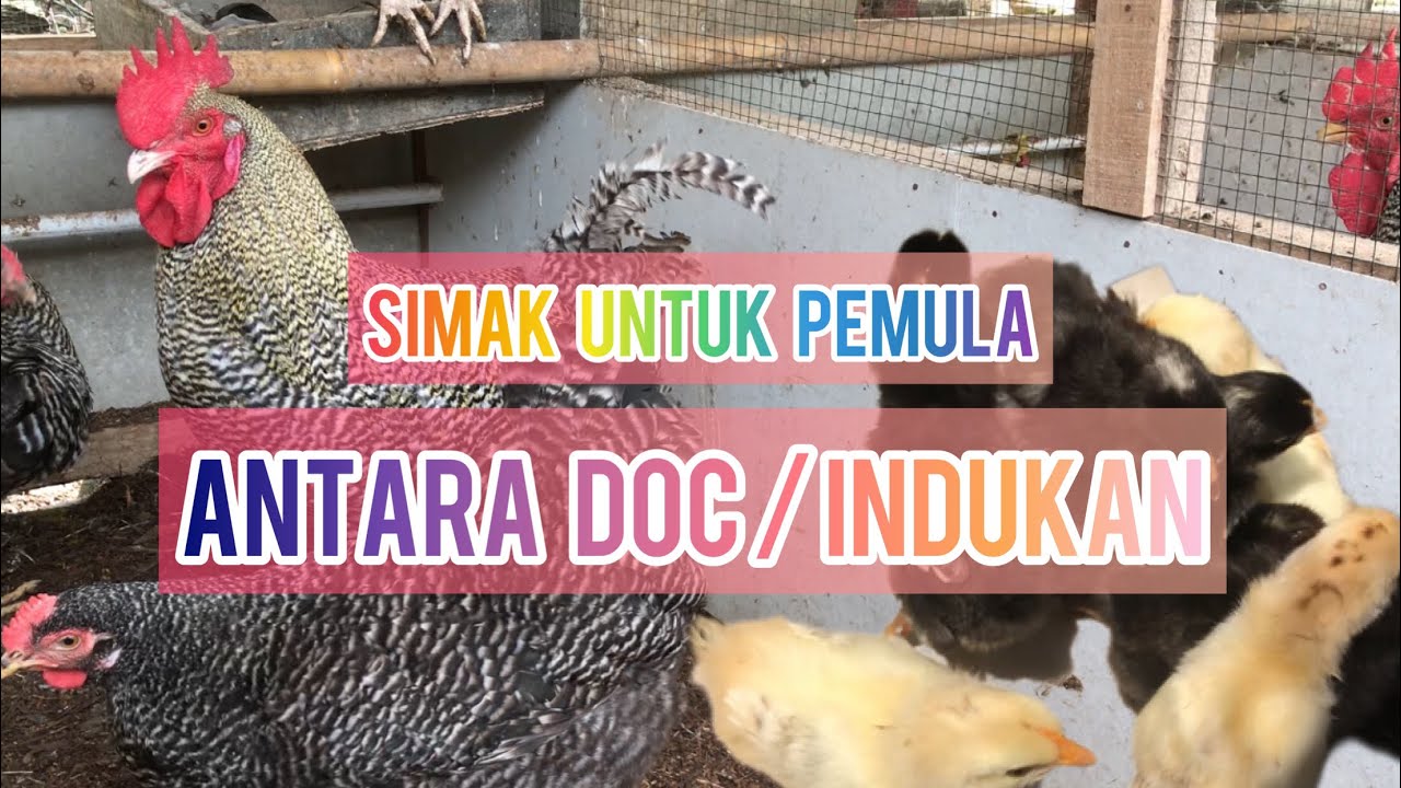 BETERNAK AYAM DI MULAI DARI MANA ANTARA DOC ATAU INDUKAN TERLEBIH beternak-ayam-di-mulai-dari-mana-antara-doc-atau-indukan-terlebih