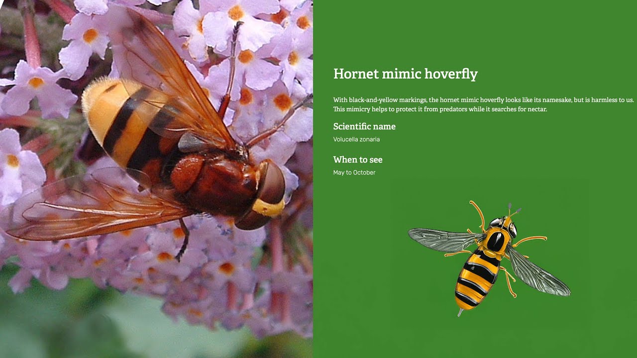 Tricky Hover-fly  mimicking a Hornet!