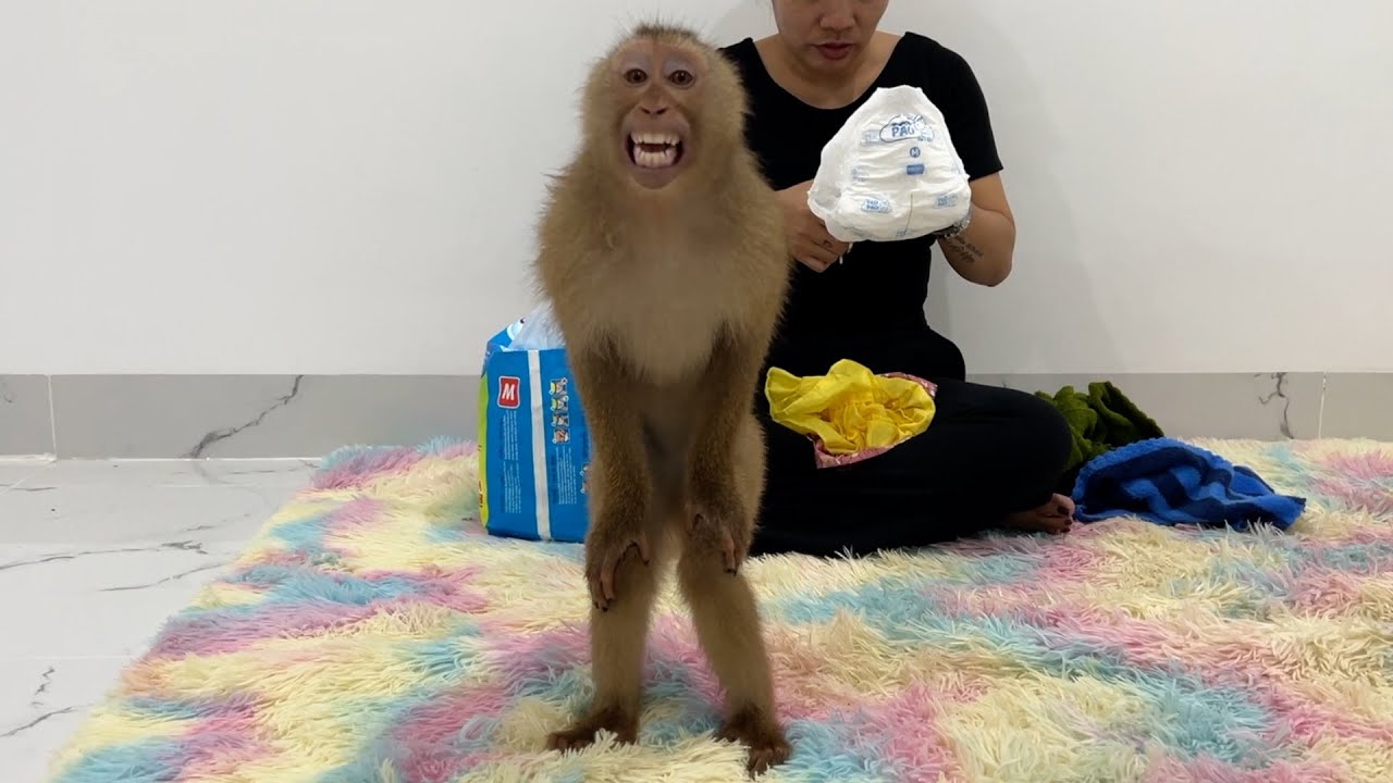 Monkey Jessi complain to daddy when mommy tell her stand up