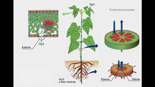 TRANSPORTE DE SUSTANCIAS EN LAS PLANTAS