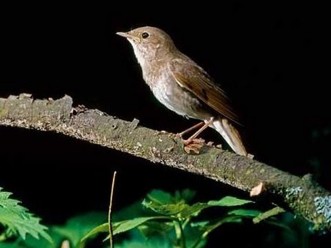 Соловей поет ночью!!! Nightingale song