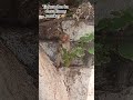 tirkut phar ka chota funny monkey ❤️❤️🐵 #funny #trending #video 2026