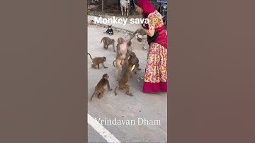 Monkey lover 🙉♥️ #vrindavan #monkey #youtubeshorts  video🥰