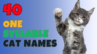 One Syllable Cat Names  43 BEST NAMES you will LOVE! | Names