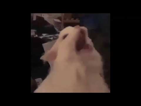 white-cat-meowing-meme-(10-hour-version)