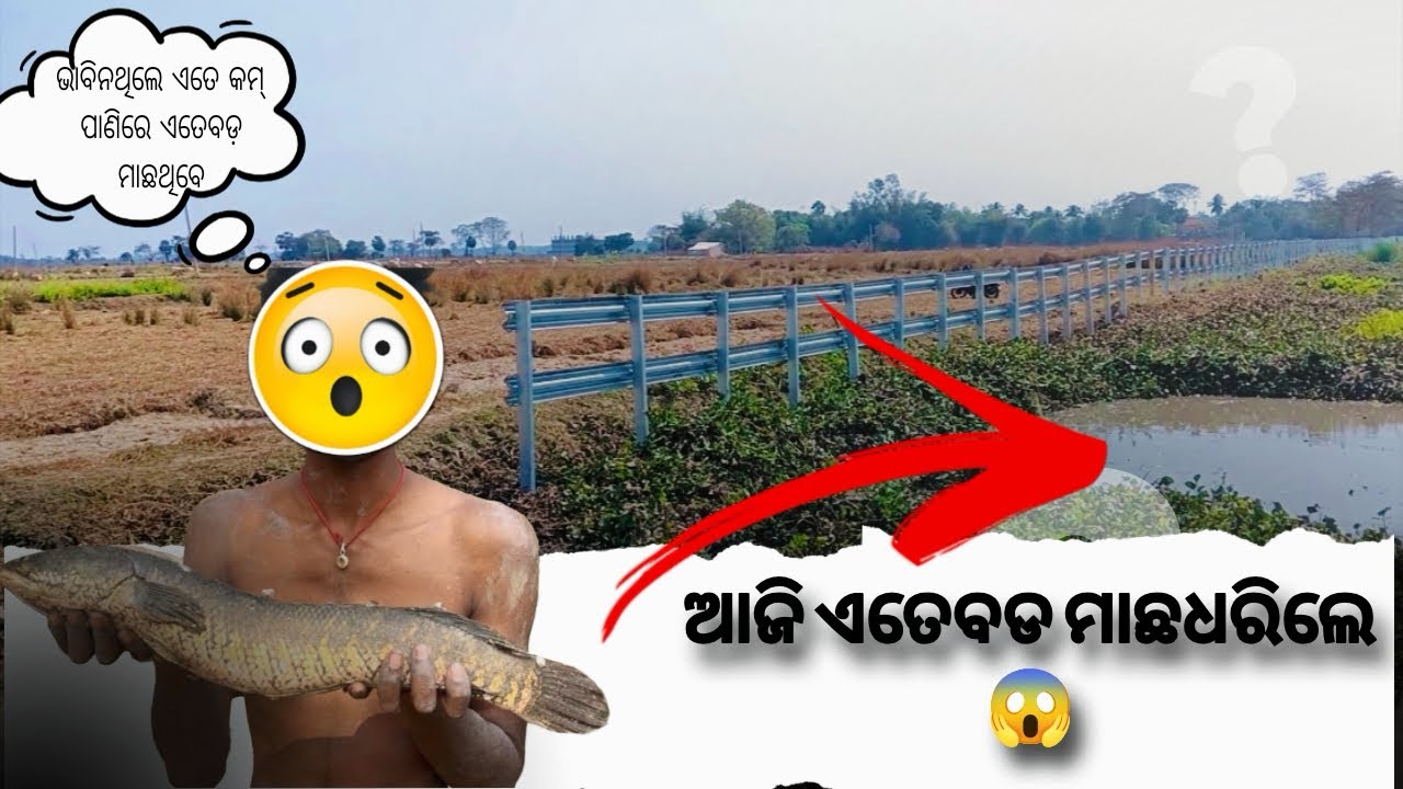 ଭାବିନଥିଲେ ଏତେ କମ୍ ପାଣିରେ ଏତେବଡ଼ ମାଛ ରହୁଥିବେ..😱 || @Harismita_lifestyle77 