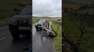 Unexpected Help —Man Saves a Helpless Deer Trapped in Tire