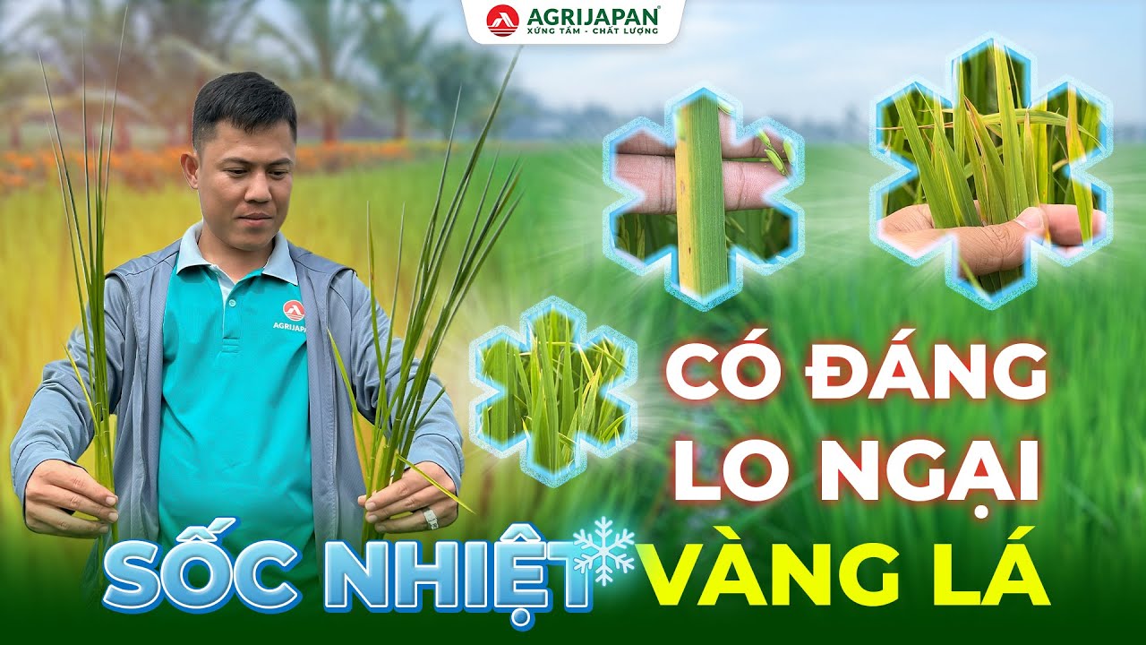 CÓ ĐÁNG LO NGẠI? - SỐC NHIỆT DẪN ĐẾN VÀNG LÁ TRÊN LÚA