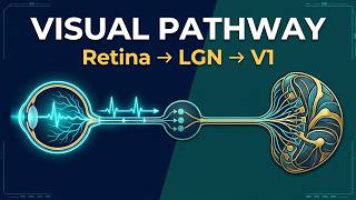 retina to primary visual cortex