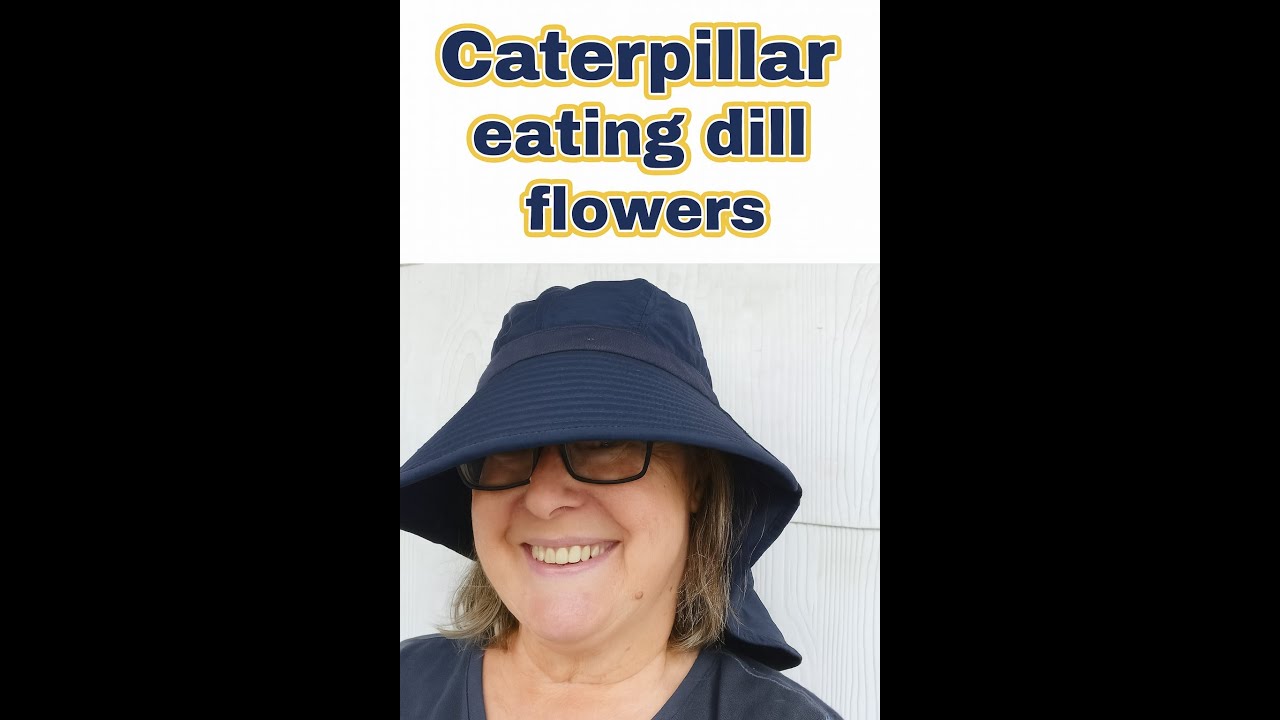 Caterpillar Eating Dill Flowers 