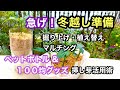 【ガーデニングを楽しもう！】私の冬越し方法をお伝えします。ペットボトルや〇〇を使った冬越し用の挿し芽のやり方もご紹介しています。Preparing for winter in the garden.