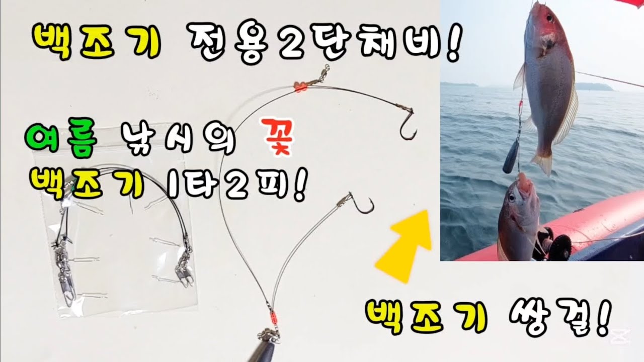 여름 낚시의 꽃 백조기 낚시! 남녀노소 손맛 즐기는 낚시!이프로 비밀병기 백조기2단 전용채비.#백조기 #백조기낚시 - YouTube