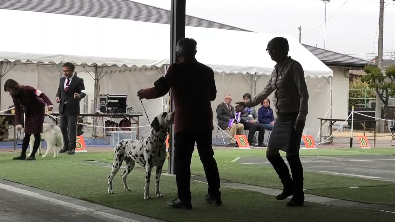 2026.2.14. 埼玉西ハッピーライフケネルクラブ展 　ベストインショー戦　BIS