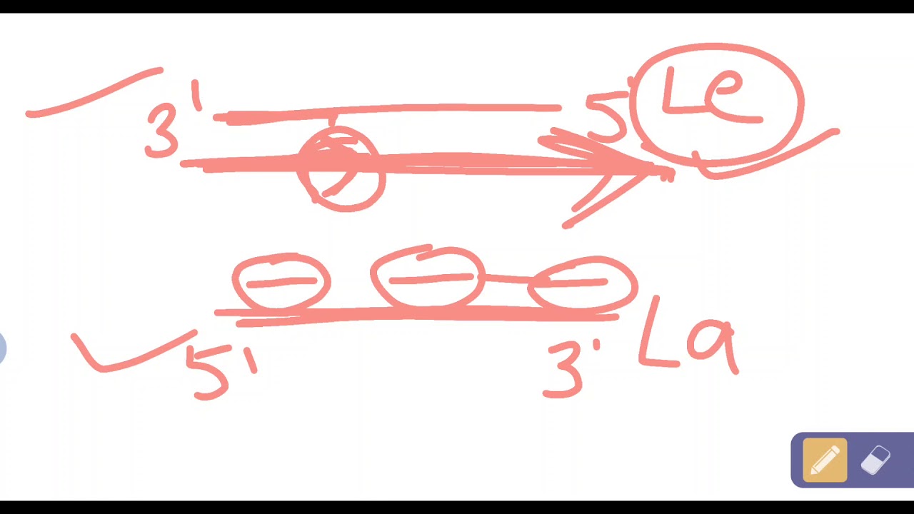 Replication in prokaryotes- elongation and termination steps - YouTube