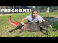 OUR DOG IS PREGNANT?! WHAT NOW ??