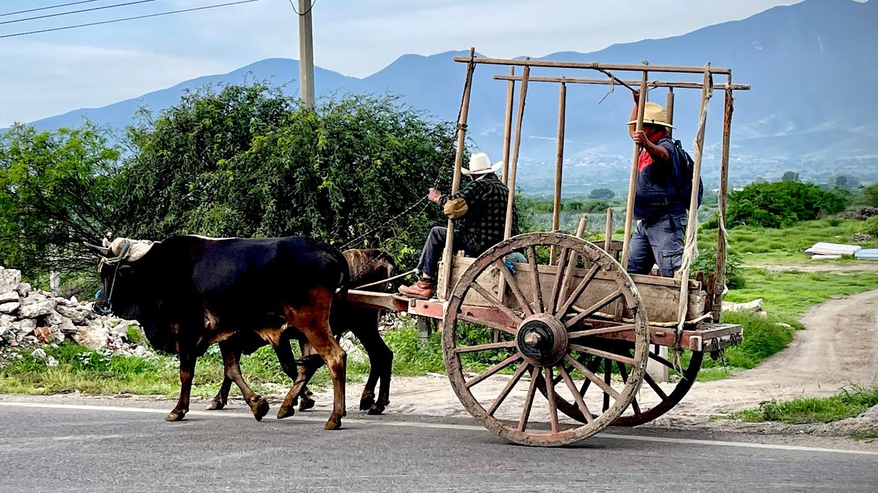 MERCADO Tradicional Tlacolula de matamoros