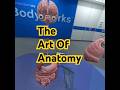 The Art of Anatomy #cst #surgical #surgeon