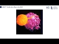 Basics of Immunotherapy with Dr. Charles Drake – NYC Immunotherapy Patient Summit 2018