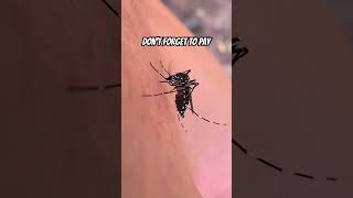 Mosquito Betrays Filling Station Owner With Natures Original Gas-N-Go