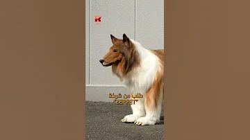 تحول من إنسان لكلب 