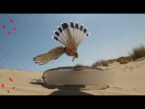 صيد صقر العوسق رائع صيد شرياص بتصوير ممتاز