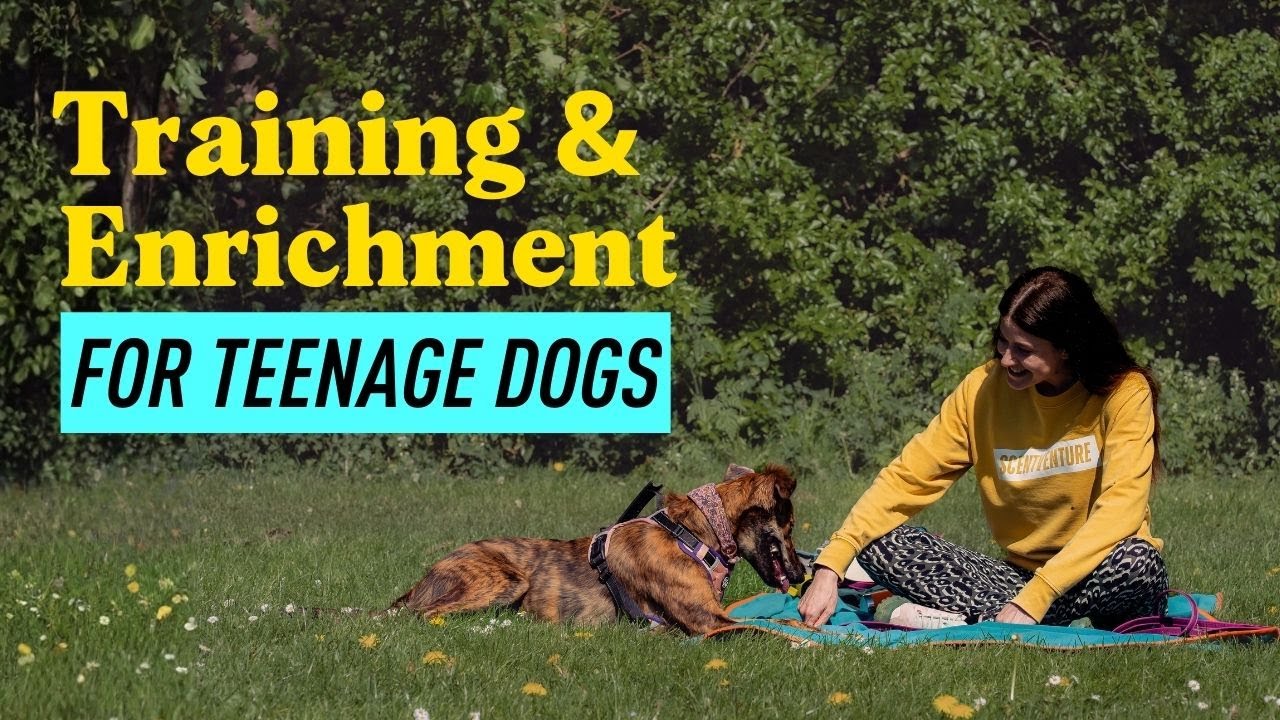 Корректировки дрессировки, необходимые каждой собаке-подростку