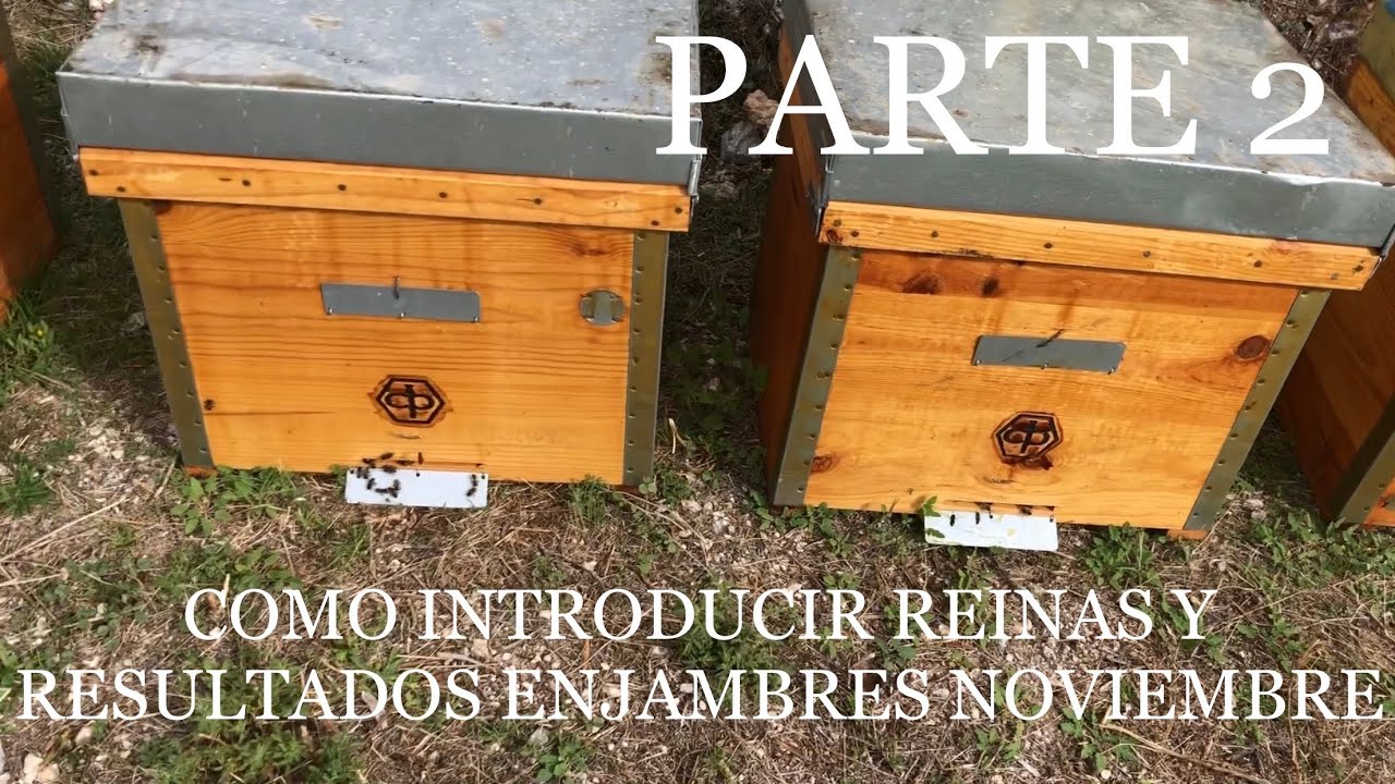 Cómo introducir Reinas y Resultados enjambres de Noviembre (PARTE 2)