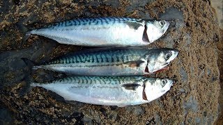 Catch, Dispatch, Clean, Fillet, and Pickle Mackerel