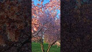 A Little Piece of Japan in Melbourne 🌸 | Plum Blossoms A Little Piece of Japan in Melbourne 🌸 | Plum Blossoms