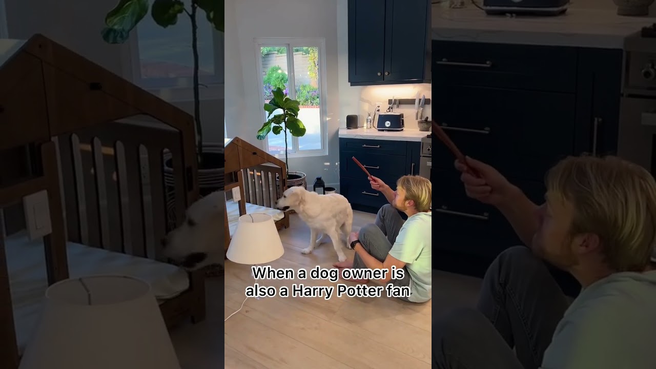 When your Dog Loves Harry Potter...