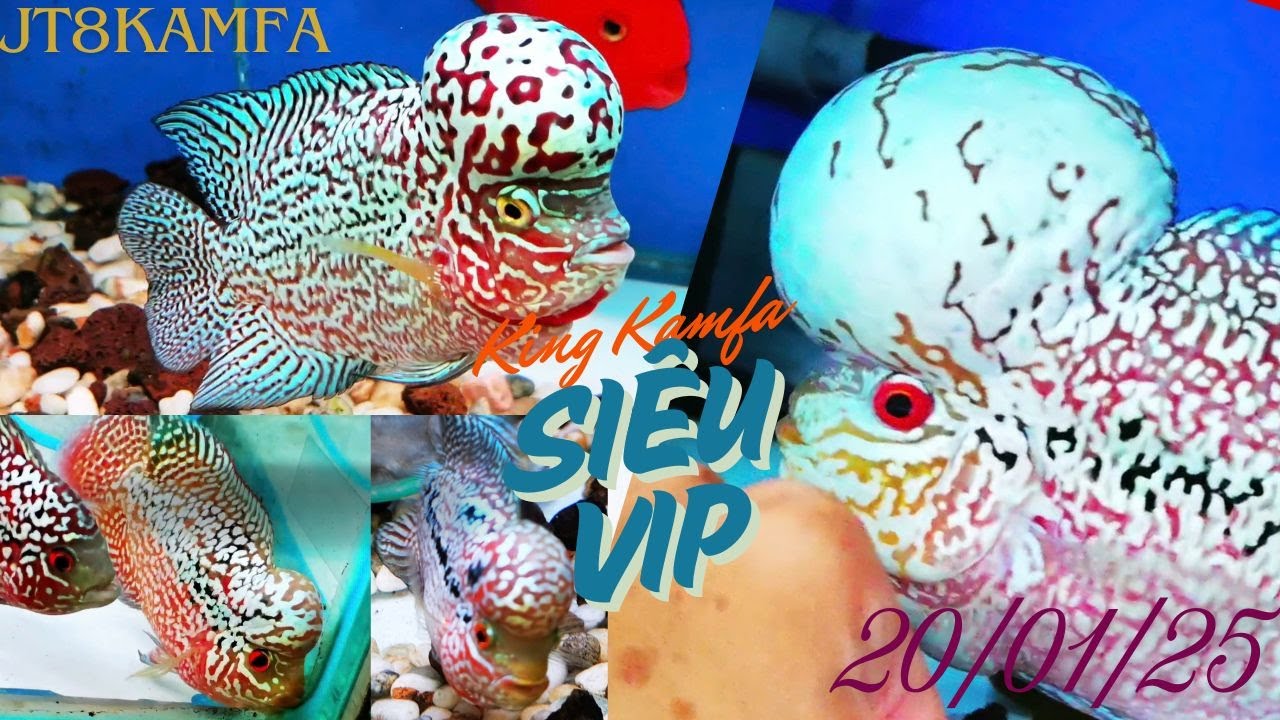 Săn Siêu Phẩm King Kamfa F2 - Đẳng Cấp Dân Chơi La Hán VIP (19/01/2025)