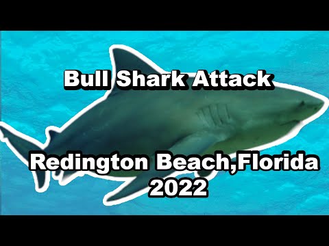 Bull Shark Attack Redington Beach, Florida