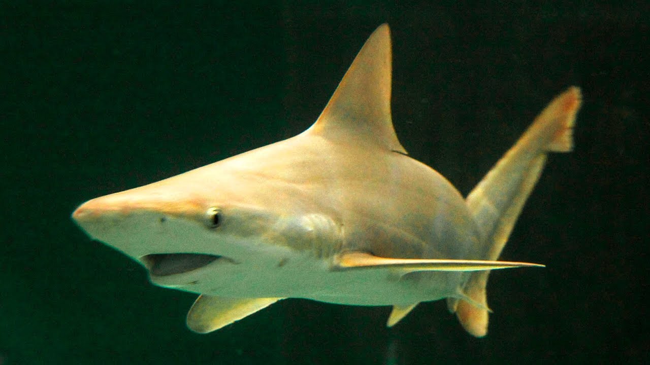 Transport and Arrival of Brown Sharks at the Children's Aquarium at Fair Park - YouTube