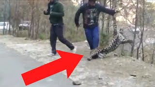 30 OUTRAGEOUS Wild Animal Moments In INDIA