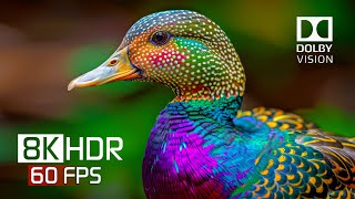 8K Hdr Video Ultra Hd - Best Of Nature In Dolby Vision