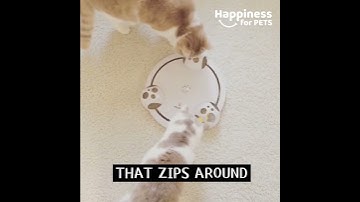 POUNCE Cat Teaser Toy