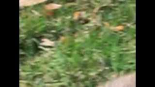 CIMG3128.AVI