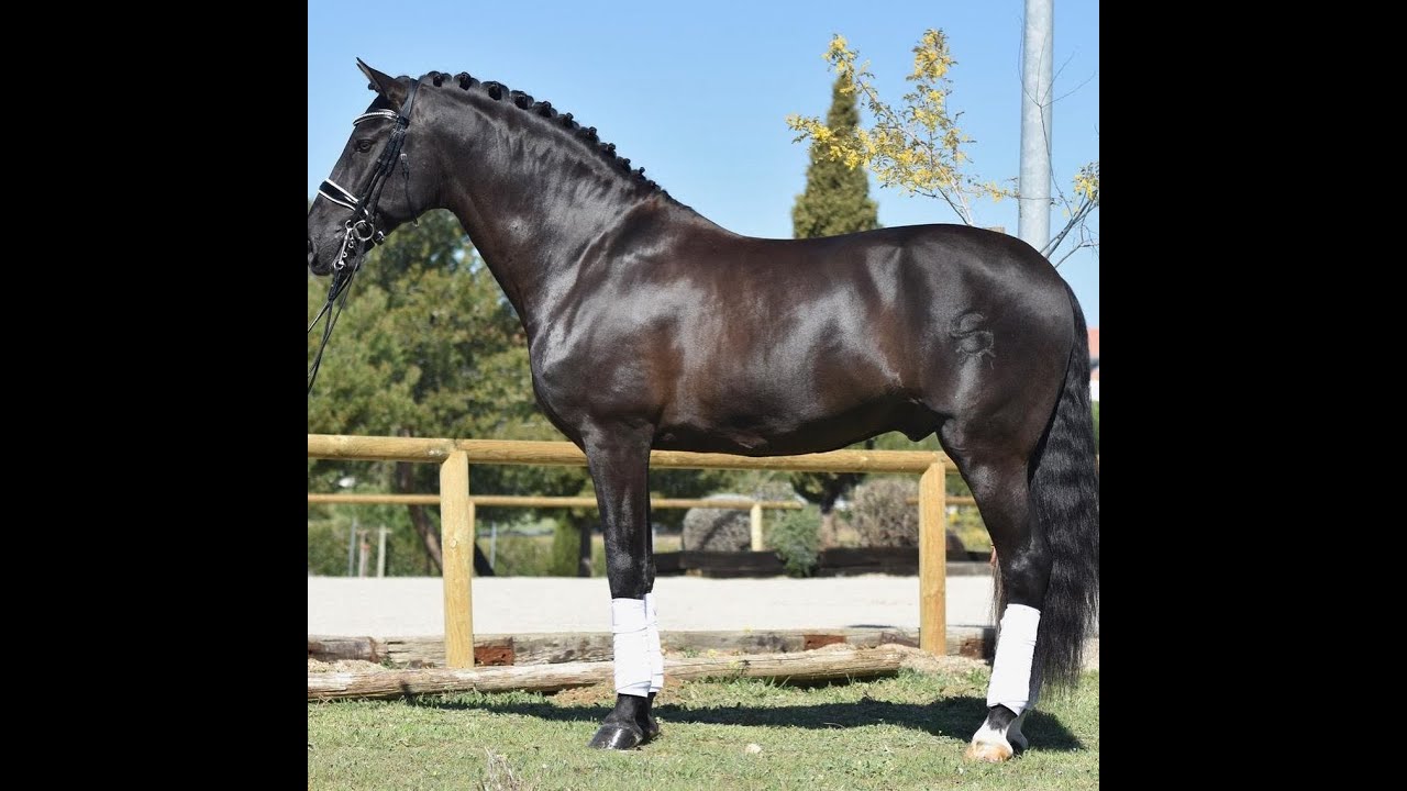 Dressage - Kur Intermedia I - Poeta de Susaeta - Fei - Andalusian horses