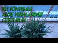 ALOE VERA COŞTURAN BAKIM👍ALOE VERALAR NEDEN ÇİÇEK AÇAR BOL YAVRULU DETAYLI ANLATIM