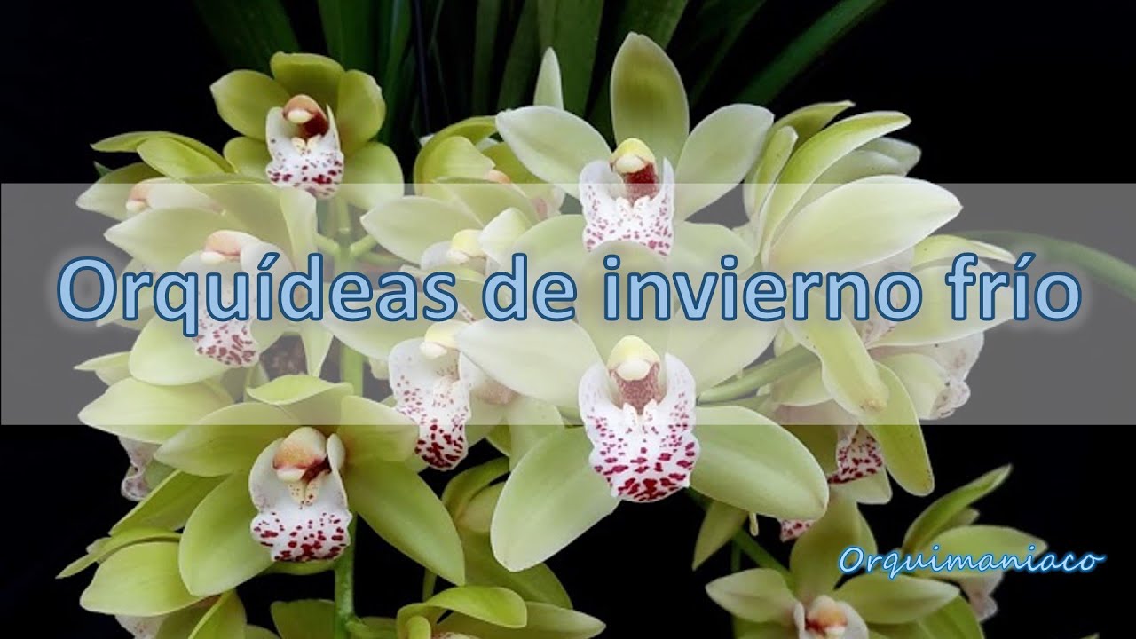 Orquídeas de invierno frío: cymbidium y dendrobium nobile y berry oda