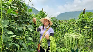 Harvesting long beans goes to the market sell & Cooking with family | Hà Tòn Chài