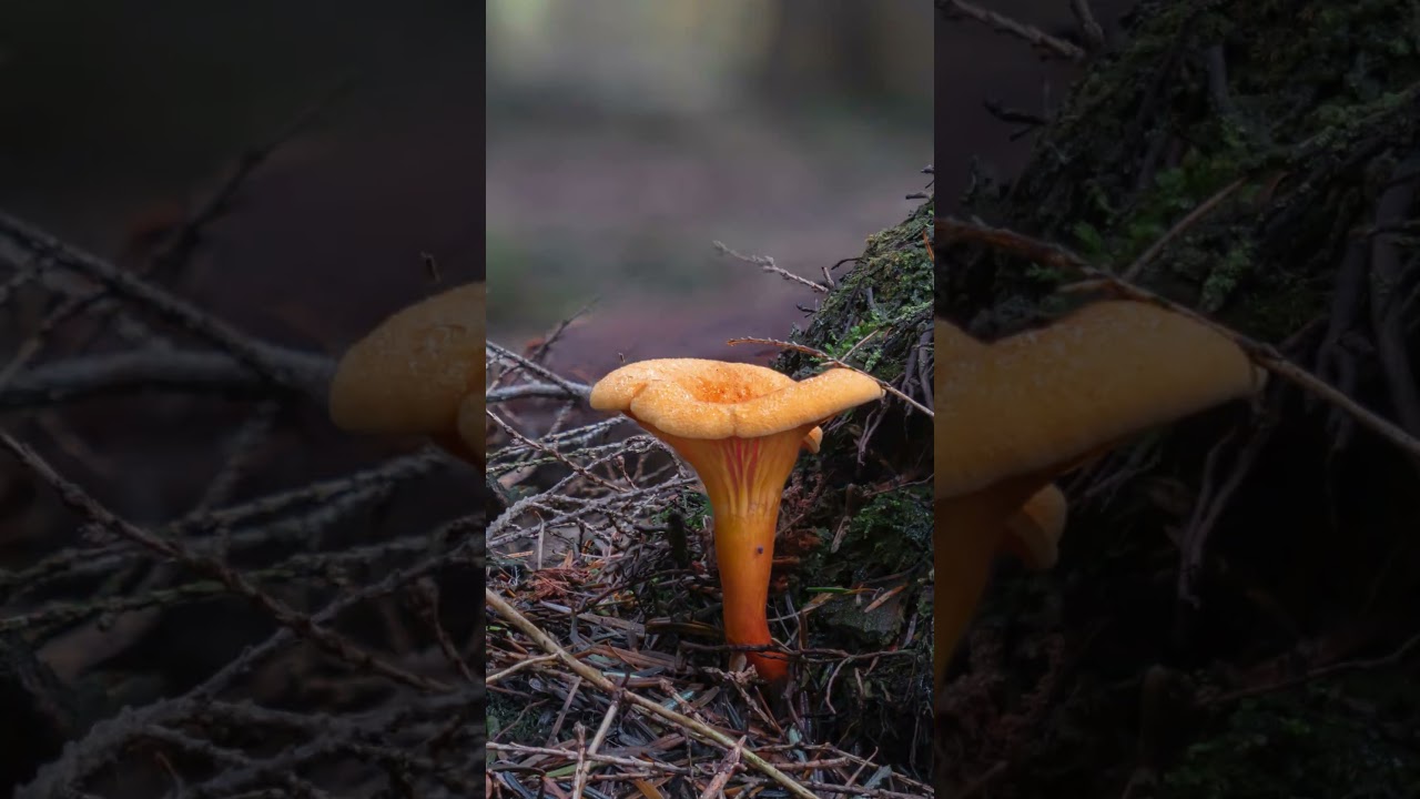 Kurka czy lisówka? Ten błąd może kosztować Cię zdrowie! 