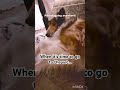 He doesn’t like the vet… #shorts #funny #dog #funnydogs #vet #dramaticdog #cute #fyp #dogfluencer