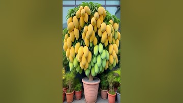 How to grow mango tree from cutting #garden #howtogrowmangotreefromcutting #gardening #fruittree