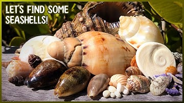 Moon Snail, Volutes, Cowries, Tritons | Finding Seashells at Low Tide