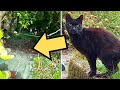 Cat Won’t Stop Meowing Until Neighbor Checks 70ft Ravine, Calls Police